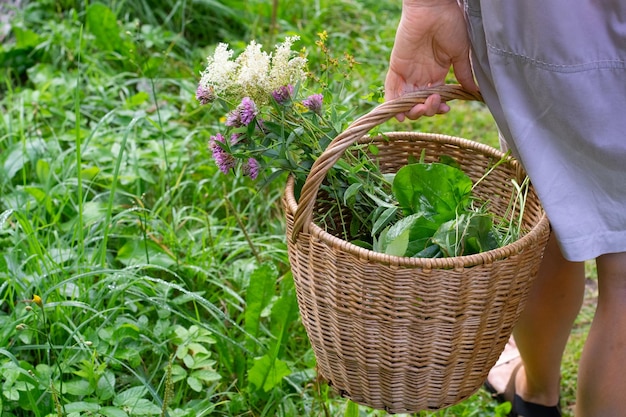 Mano di donna con cesto di erbe aromatiche