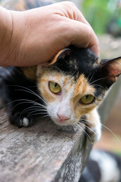 Mano di persona accarezzando la testa del gatto