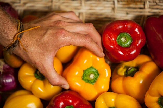 Mano di personale maschile selezionando peperone nella sezione biologica