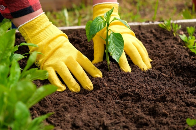 Mano di pianta vegetale giardiniere in terreno fertile guanti gialli camicia rossa agricoltore Coltivazione biologica