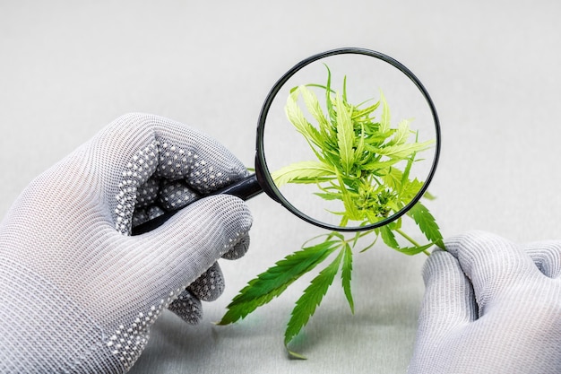 Mano di tenere la lente d'ingrandimento guardando la foglia di cannabis Ricerca e analisi Cannabis