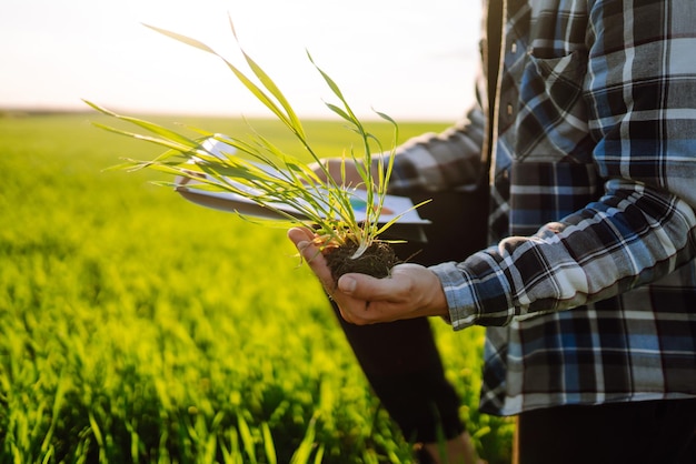 Mano di un agricoltore esperto che controlla la salute del suolo prima della crescita di un seme di ortaggi Agricoltura giardinaggio