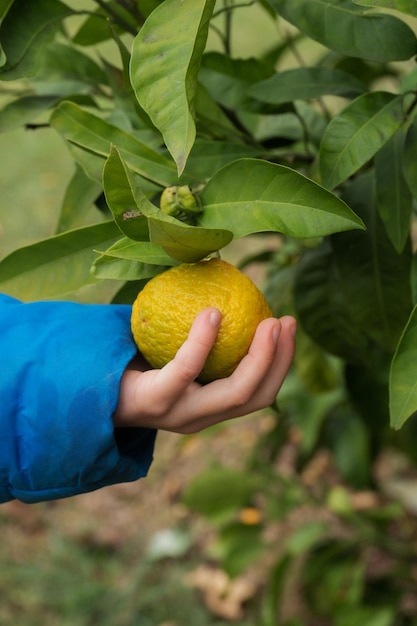 Mano di un bambino che raccoglie un mandarino da un albero