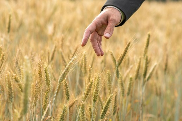 Mano di un uomo d'affari in un vestito che punta a una spiga di maturazione di grano fresco in un campo agricolo