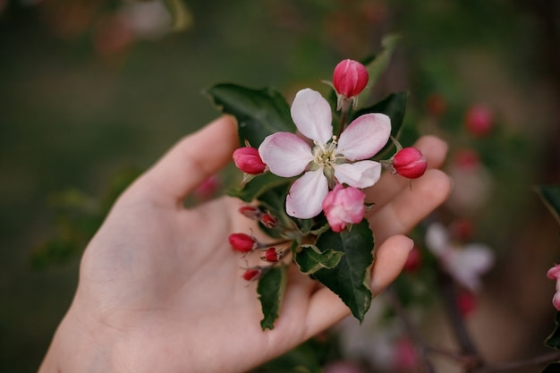 Mano di una giovane ragazza con fiori di mela apple