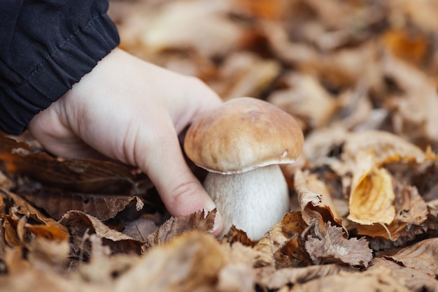 Mano di una ragazza che prende cep boletus dalle foglie Raccolta di funghi commestibili nel concetto di foresta autunnale