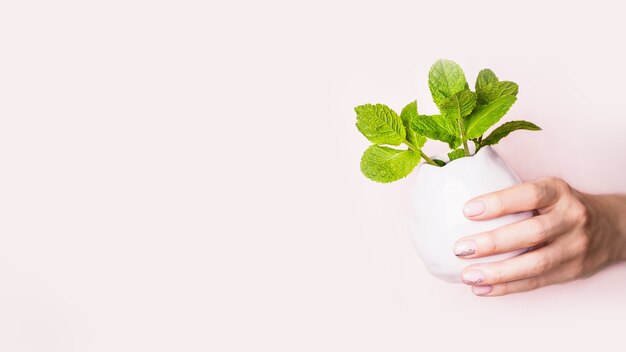 Mano e vaso con foglie di menta