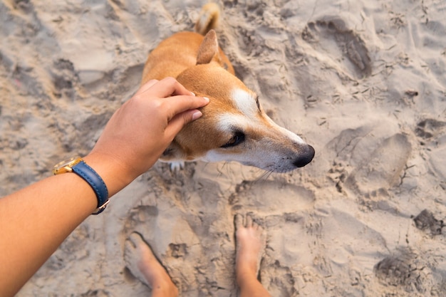 mano femminile accarezzando la testa di cane marrone in spiaggia.