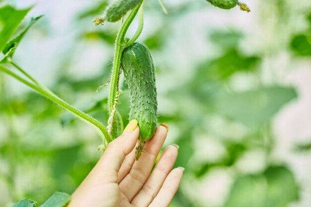 Mano femminile che raccoglie cetrioli maturi dal giardino del cortile, piantina che cresce in serra pronta per la raccolta, agricoltura locale, concetto di raccolta.