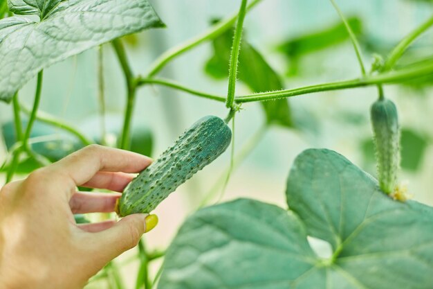 Mano femminile che raccoglie cetrioli maturi dalla piantina del giardino sul retro che cresce in serra pronta per la raccolta del concetto di raccolta dell'agricoltura locale