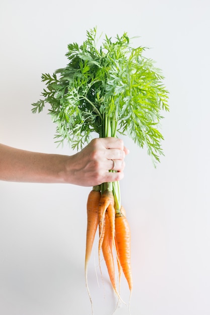 Mano femminile che tiene carota fresca e matura. colpo verticale. Isolato.