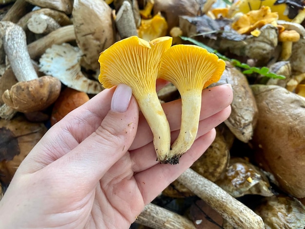 mano femminile che tiene i finferli di foresta fresca arancione