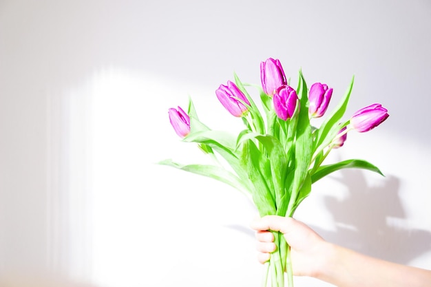 Mano femminile che tiene un bouquet di fiori di tulipano viola al sole sullo sfondo bianco.