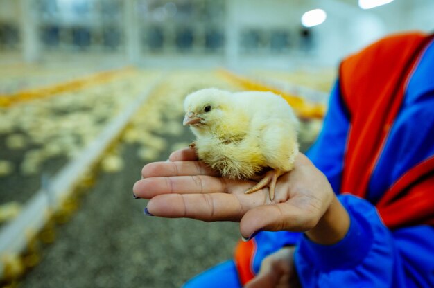 Mano femminile che tiene un pulcino neonato giallo nell'allevamento di polli Pollo in mano umana sullo sfondo dell'azienda agricola Primo piano