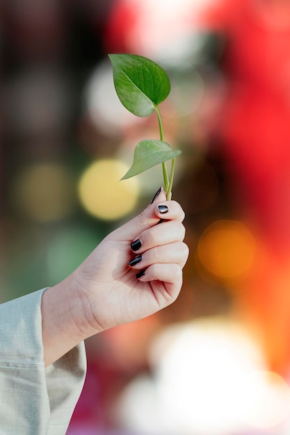 Mano femminile che tiene una foglia di albero in natura