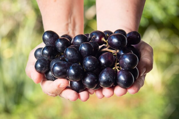 Mano femminile che tiene uva viola