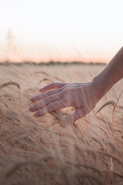 Mano femminile che tocca le spighe di segale di grano dorato in maturazione all'inizio dell'estate nel campo di grano durante il tramonto