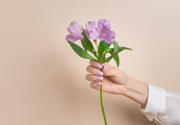 Mano femminile con bella manicure che tiene fiori di giglio di alstroemeria