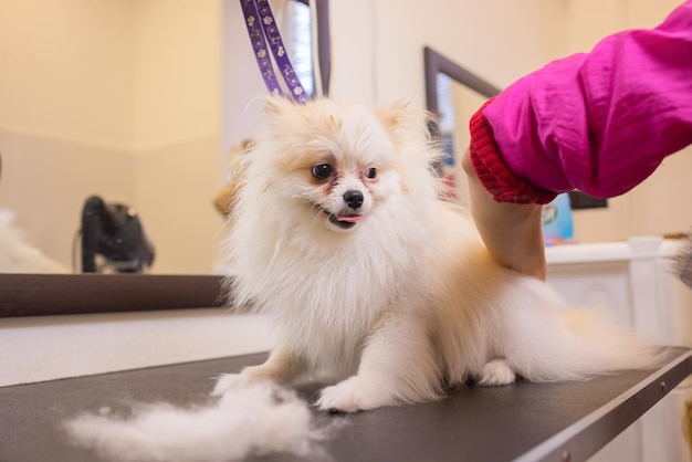 Mano femminile con il furminatore che pettina la pelliccia del cane pomeranian dello spitz tedesco, primo piano. Un mucchio di lana, capelli e strumento di toelettatura in background. Concetto di muta stagionale dell'animale domestico, cura di cani e gatti a casa.