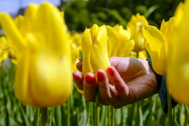 Mano femminile con il manicure rosso che tiene un tulipano giallo per il gambo, molla, natura morta