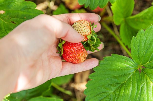 Mano femminile del lavoratore agricolo che raccoglie la fragola organica matura fresca rossa in giardino