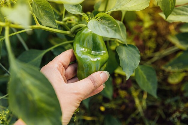 Mano femminile del lavoratore agricolo che raccoglie peperone dolce organico maturo fresco verde in giardino