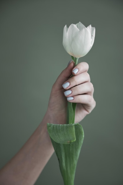 Mano femminile della donna con la manicure che tiene un fiore del tulipano Concetto minimo di estetica