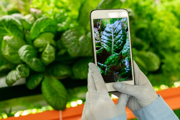 Mano guantata di lavoratore agricolo verticale che tiene smartphone di fronte a piantine di spinaci verdi mentre scatta foto di scaffale con colture vegetali