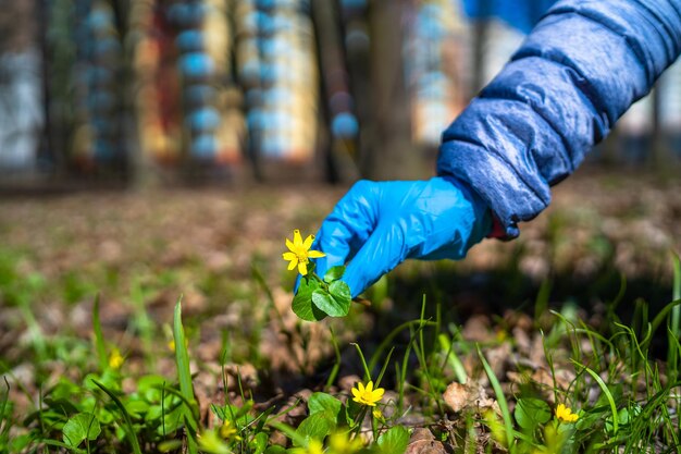 Mano in guanto protettivo blu che tocca il primo fiore primaverile in giardino. Sfondo sfocato con edificio alto. Tempo di quarantena. Epidemia di coronavirus. COVID-19 e coronavirus. Pandemia.