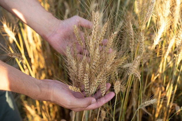 Mano maschile che tocca un orecchio di grano dorato maturo nel campo di grano