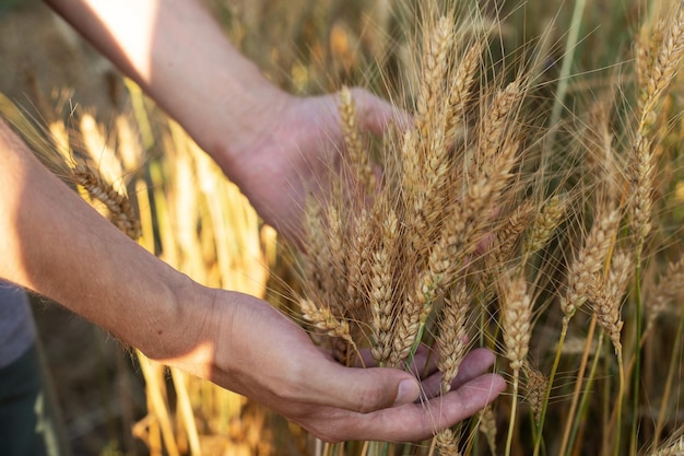 Mano maschile che tocca una spighetta di grano dorato che matura nel concetto di raccolta del campo