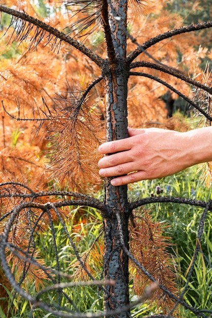 Mano maschile toccando il tronco di pino bruciato in corona giallo arancio dopo il fuoco e la siccità anormale