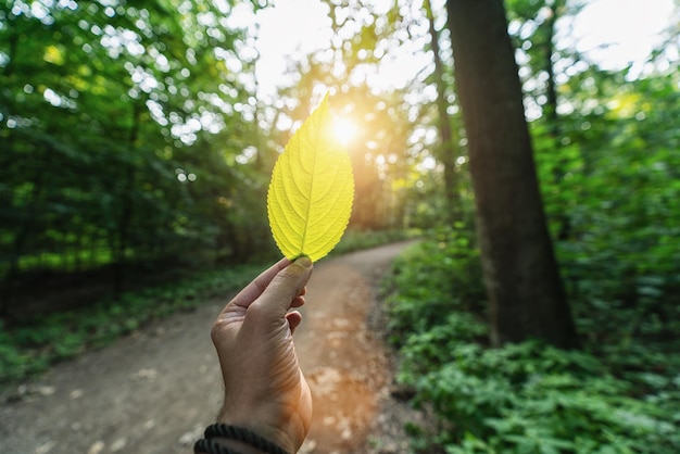 Mano maschio che tiene foglia verde contro la foresta con raggi di luce del sole e del percorso. Stagione primaverile.