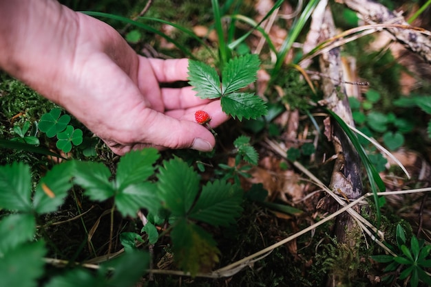 Mano senior della donna che tiene fragola fresca alla foresta