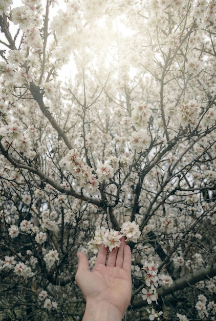 Mano sensibile dell'uomo con fiori tra le dita Immagine tenera e delicata con fiori di mandorlo