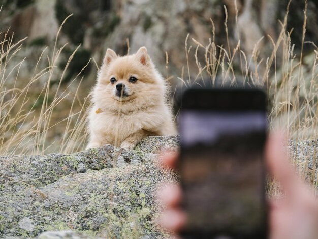 Mano sfocata di un proprietario di cane che scatta una foto con il cellulare di uno spitz carino seduto sulle pietre