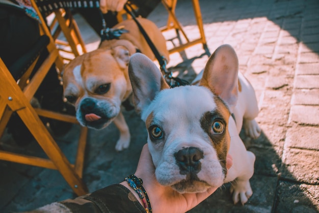 Mano tagliata che accarezza il cane sul sentiero