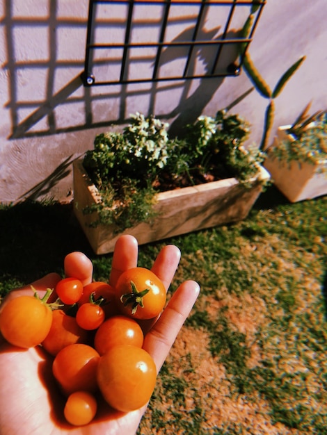 Mano tagliata che tiene i pomodori di ciliegio nel cortile