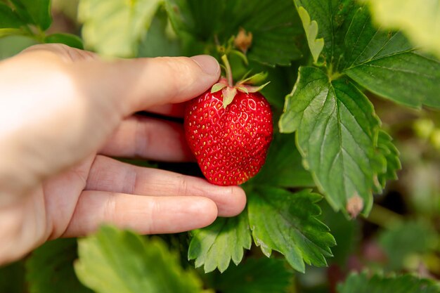 Mano tagliata che tiene la fragola