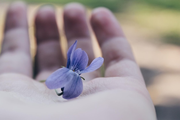 Mano tagliata che tiene un fiore viola