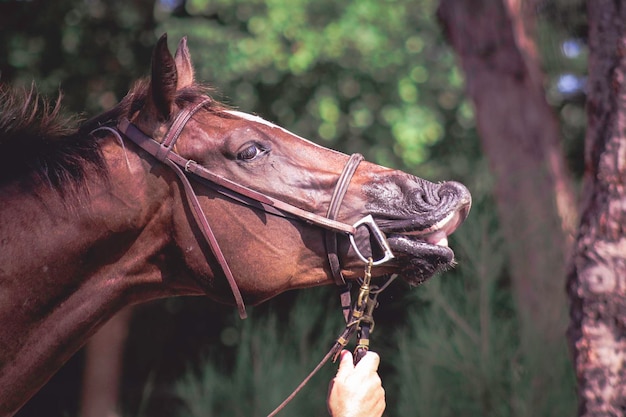 Mano tagliata di un uomo che tiene la brida del cavallo