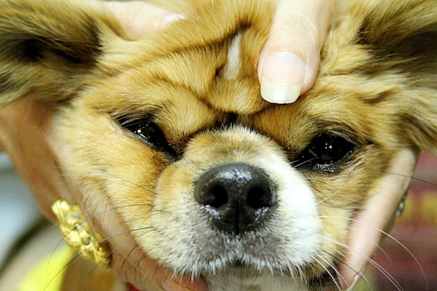 Mano tagliata di una donna che tiene la testa di un cane