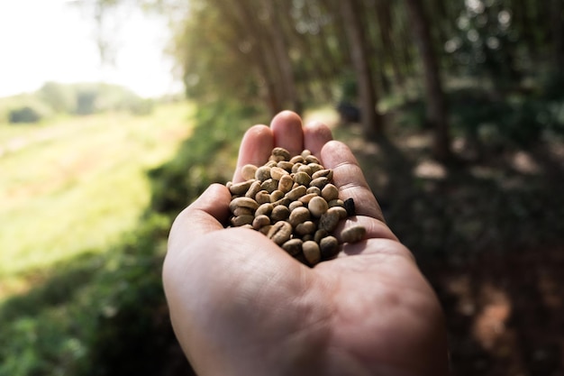 Mano tagliata di una persona che tiene dei chicchi di caffè crudi