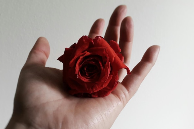 Mano tagliata di una persona che tiene una rosa rossa contro la parete