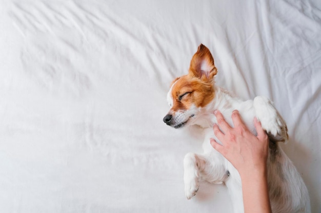 Mano tagliata di una persona sopra un cane sdraiato sul letto