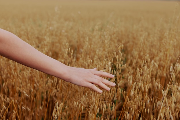 Mano umana campi di grano agricoltura che raccoglie la natura