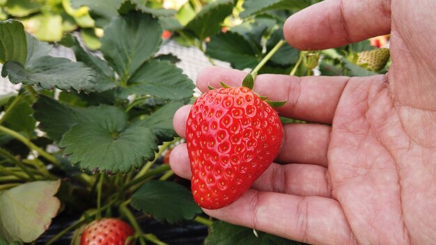 Mano umana che raccoglie una fragola matura rossa dalla fattoria di agricoltura biologica.