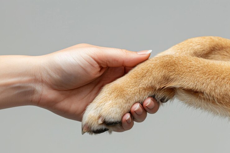 Mano umana che tiene la zampa del cane