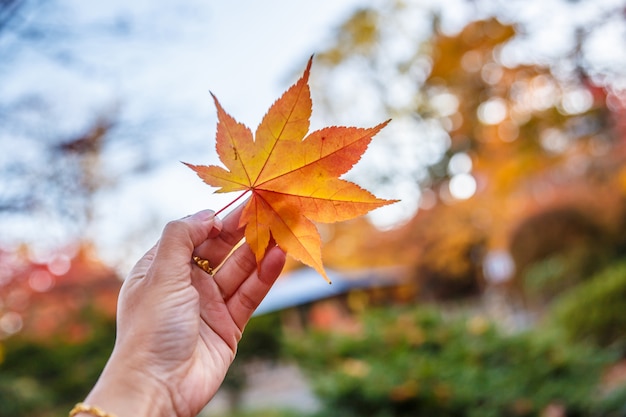 Mano umana che tiene le foglie di acero rosse di autunno contro lo sfondo di un cielo blu.