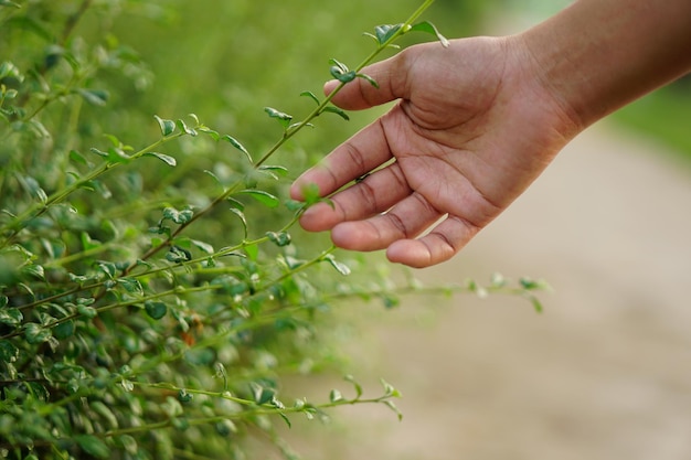 mano umana che tocca la natura